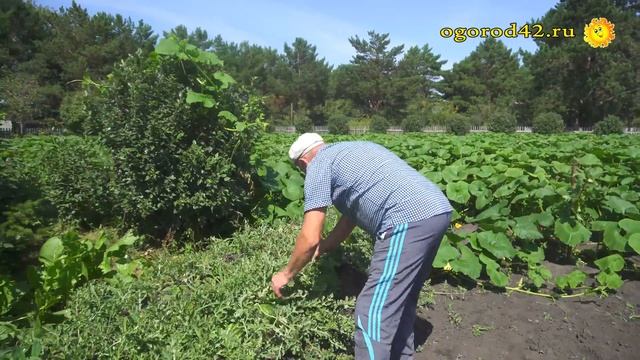 Эффективный способ выращивания дынь и арбузов на навозной грядке смотреть онлайн