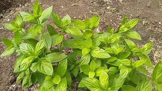 ГОРТЕНЗИИ из ПОИСКА.Стоит ли покупать? смотреть онлайн