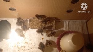 Виргинские перепелята