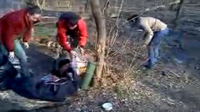 Шарпей + Чау Чау.3gp смотреть онлайн