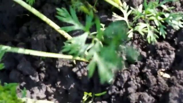 ПРОРЕЖИВАНИЕ МОРКОВИ, ФАСОЛИ И КУКУРУЗЫ.