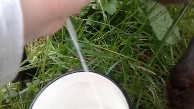 Слово о козах. Дойка на опушке леса.Talk about goats смотреть онлайн