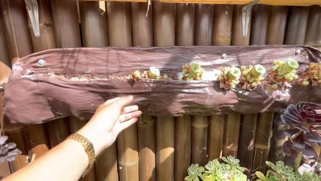 Succulent Garden Tour with lots of Rare Aeonium смотреть онлайн