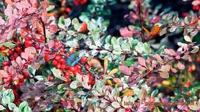 Барбарис тунберга Старберст ? обзор: как сажать, саженцы барбариса Старберст смотреть онлайн