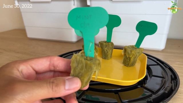 #130 Growing 4 Types of Herbs from Seeds at Home Using A Simple Passive Hydroponic Method
