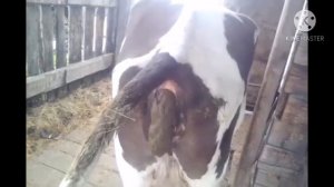 Корова срёт под дабстеп ЖЕСТЬ