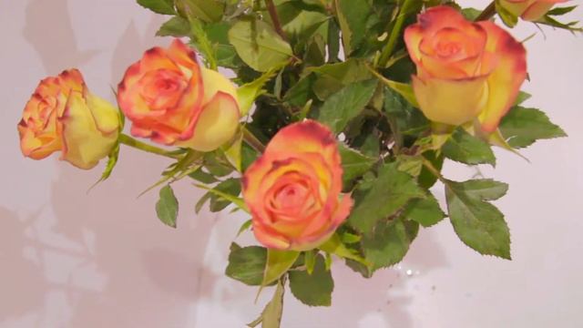 Красно желтая роза смотреть онлайн