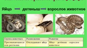 урок №21 по Окружающему миру Размножение и развитие животных  3класс ПономареваН А