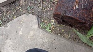 ПОСАДКА можжевельника обыкновенного АРНОЛЬД!