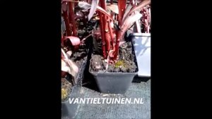 lobelia fulgens 'Queen Victoria'