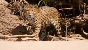 Амазонские ягуары