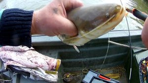 Рыбалка в Астраханской обл. Володарский р-н . Маково. 2019