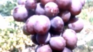 Виноград Вишенка