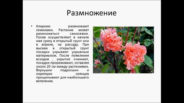 КЛАРКИЯ