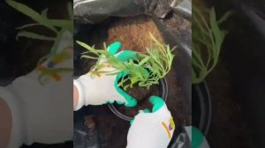 Алиссум Посадка и прищипка?