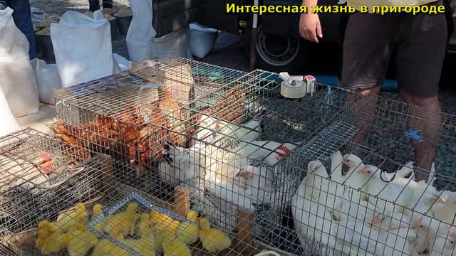Пополнение в домашнем хозяйстве, Самодельная коптильня, Влог