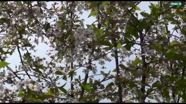 Весна - Природа просыпается, цветущие деревья
