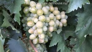 Сорта винограда 2018. Ланселот - практически идеальный сорт для ваших участков