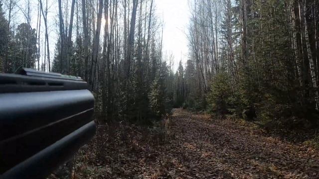 Охота в тайге на рябчика осенью 2022г