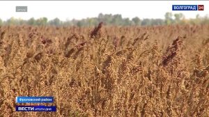 В Волгоградской области запускают производство полезных растительных масел