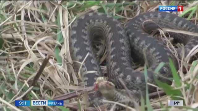 В Рязанской области начали просыпаться змеи