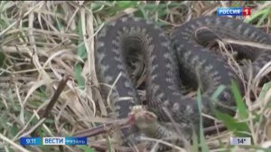 В Рязанской области начали просыпаться змеи