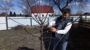 Обрезка сливы Венгерка