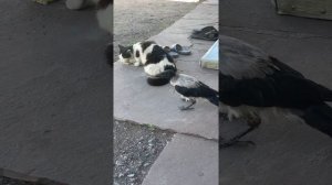 Серая ворона и кот. Каркуша наглеет) уже начинает доставать котов.