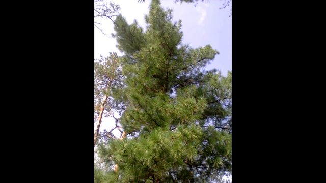 Природа родного края смотреть онлайн