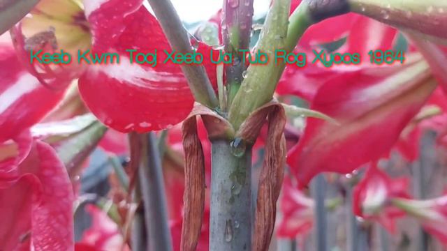 Keeb kwm Tooj xeeb kev ua tsov rog xyoo 1964 #02 2-4-2023 смотреть онлайн