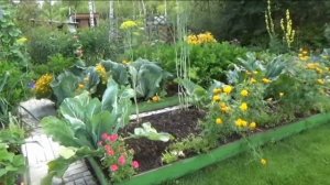 Зачем нужны цветы в огороде? Как они помогают овощам дать хороший урожай