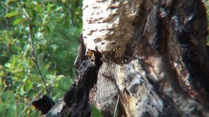 Гнездо шершней Лесной шершень