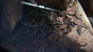 Ботропс фонсеки