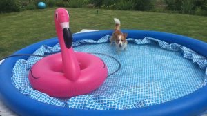 Лаврик. Ну, хорошо, птица, давай дружить...