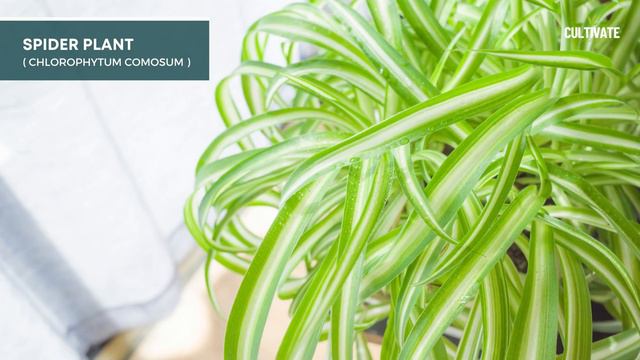TOP 10 Houseplants for Your Bedroom 🍃🏠 Air Purifying Indoor Plants 🪴🌿