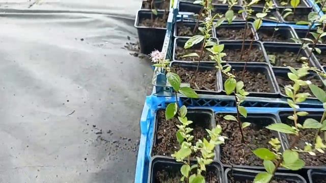 Однолетние саженцы спиреи Литл Принцесс в горшке Р9 смотреть онлайн