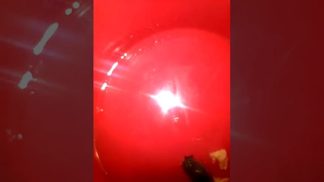 НОВЫЙ ПИТОМЕЦ ГИГАНСКОЕ НАСЕКОМОЕ В ВИДЕ УЛИТКИ НО БЕЗ ПАНЦИРЯ КАК НАЗВАТЬ И КАРМИТЬ смотреть онлайн