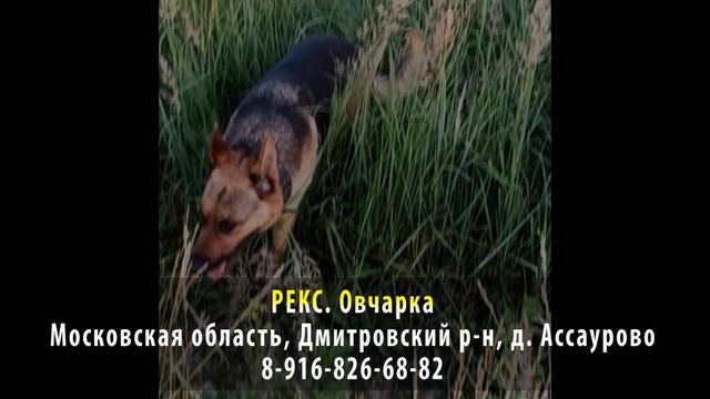 Нашелся! РЕКС. Овчарка. Московская область, Дмитровский район, дереаня Ассаурово