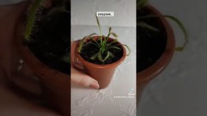 Росянка. Из семян.