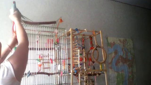 как искупать попугая   вариант номер  один