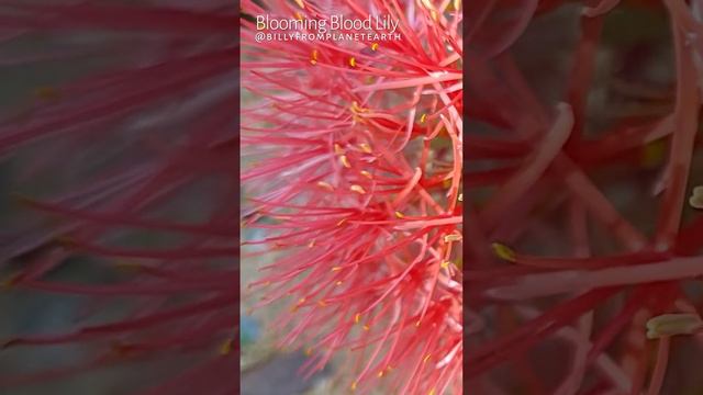 Blooming Blood Lily #Scadoxus #multiflorus #flora #redflower #orangeflowers #lily