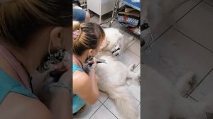 Рекомендации по вычесыванию собак