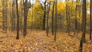 прогулка по осеннему лесу