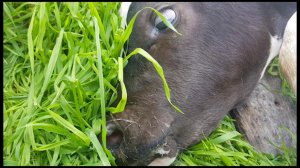 КАК ПОВЕСИЛСЯ ТЕЛЕНОК