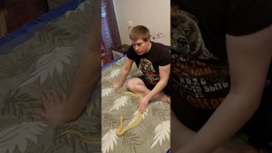 Тигровый питон , несколько простых правил.