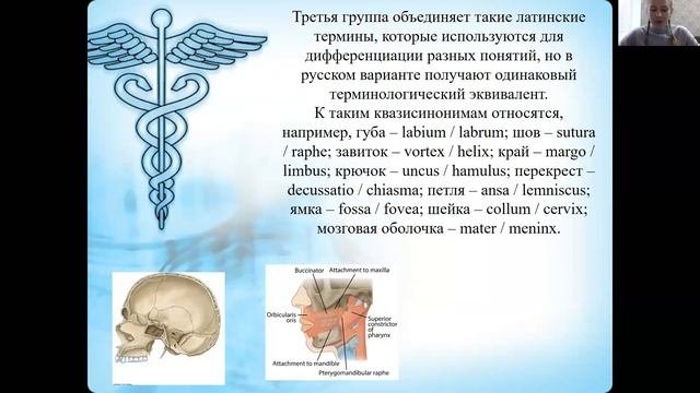 СИНОНИМЫ В АНАТОМИЧЕСКОЙ ТЕРМИНОЛОГИИ