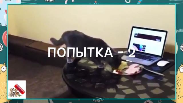 Смешное видео: как можно легко отучить кота лазить по столу