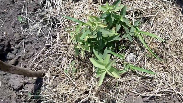 БУДНИ НА ДАЧЕ/МОРКОВЬ ПРОРЫВАТЬ? смотреть онлайн