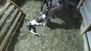 Пора!!!Необычный Окот Джетты.Коза рожает стоя. Какая красота!!