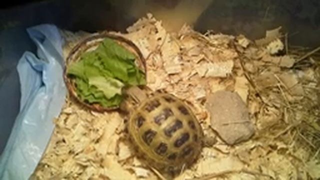 Моя сухопутная черепаха. смотреть онлайн